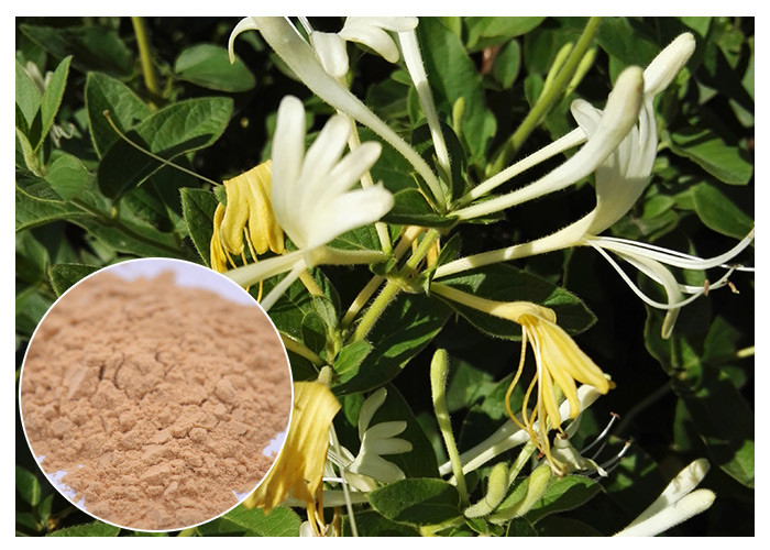 Cheap Anti-bacterial Chlorogenic acid 5% Honeysuckle Flower Extract powder for sale