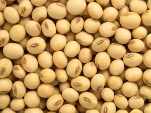 Cheap Gmo Dried Soy Beans ,SoyaBeans, Organic SoyBeans for sale