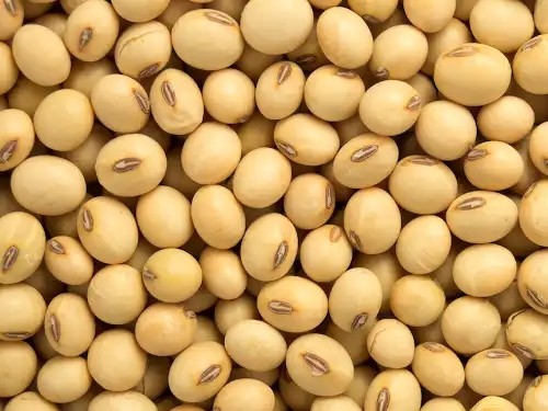 Buy cheap Gmo Dried Soy Beans ,SoyaBeans, Organic SoyBeans from wholesalers