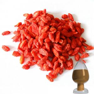 China Herbal Extract Powder goji berry extract powder 30% 70% polysacharides and proteins on sale