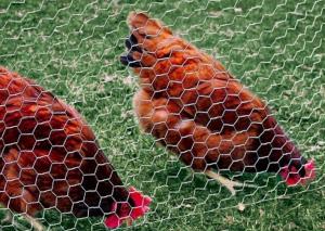 Cheap 20 Gauge Galvanized Poultry Netting 1 inch Hexagonal Chicken Wire 4ft X 50ft for sale