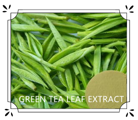 GREEN TEA LEAF EXTRACT