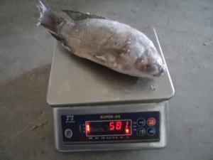 China Frozen Fish Gutted Scaled Tilapia on sale