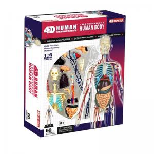 China 35cm Skeleton 60 Parts Human Anatomy Model Toy 4d Master Homeschool Education on sale