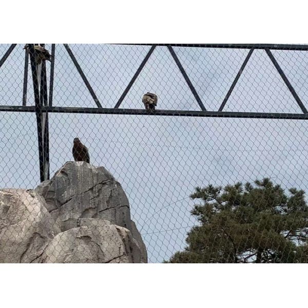 SS316 30mm*30mm Wire Rope Mesh Manufacturer For Avairy Zoo Mesh
