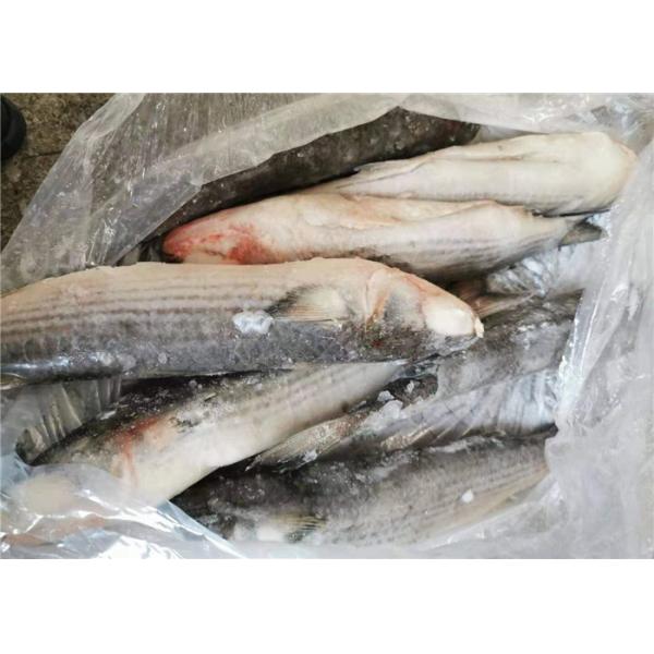 Mugil Cephalus Cephalus 1400g Healthy Frozen Grey Mullet