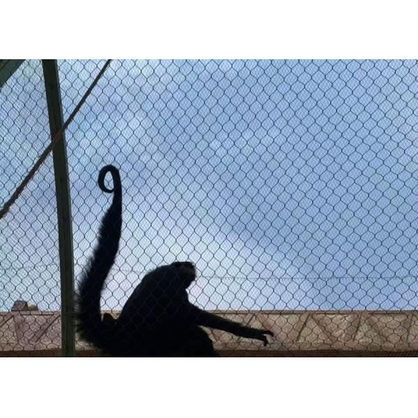 17mm*17mm 7*19 Stainless Steel Cable Mesh Aviary Rope Netting with No Surface Treatment
