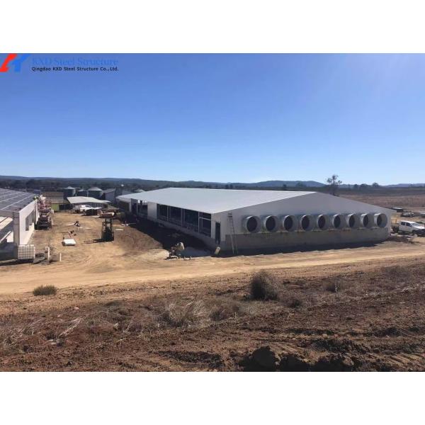 Custom Piggery Shed Light Steel Structure Cow Shed With Automatic Euipment