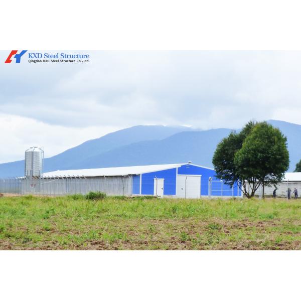 Q345 Q235 Steel Poultry House with Automatic Feeding and Drinking Systems