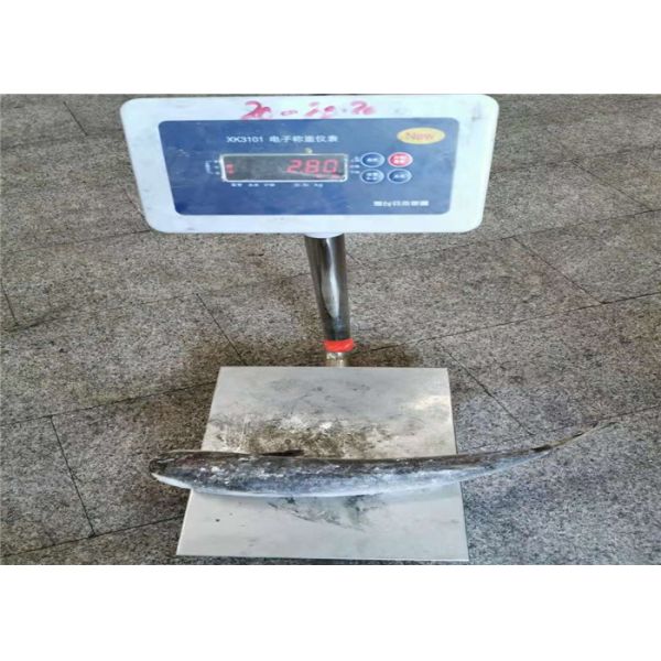 900g 1000g Mugil Cephalus Cephalus Gutted Frozen Grey Mullet