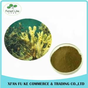 China High Quanlity Fucus Vesiculosus Extract Powder on sale