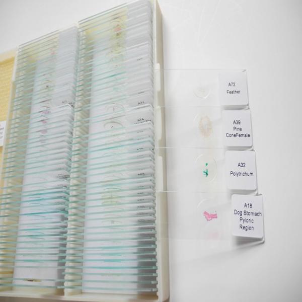 Medical Science Subject Human Organization 15pcs Human Skin Microscope Slide