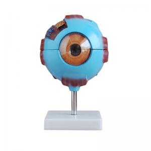 Cheap Medical Plastic Simulation 6X Enlarged Human Eye 3d Model For Science Display Teaching for sale