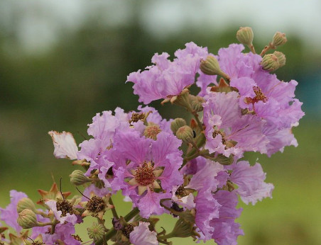 Pure natural Banaba Leaf Extract corosolic acid 20% powder