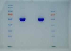 Cheap 99% Purity Recombinant Hsa Derived From Rice Same Sequence With Plasma Hsa for sale