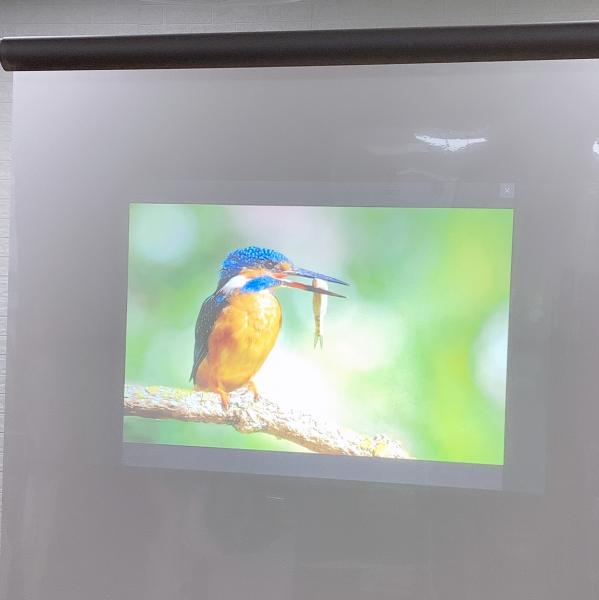 Quality Holographic Self Adhesive Rear Projection Window Film Hologram 3D Display wholesale
