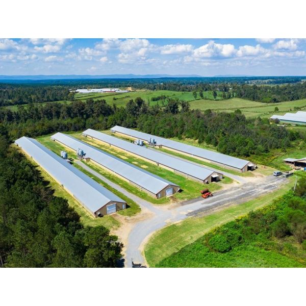 Prefab Steel Structure Chicken House Fireproof Farm Steel Frame Building Construction