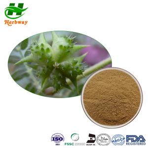 Cheap Tribulus Terrestris Extract 40%-95% Saponins Powder Food Grade for sale