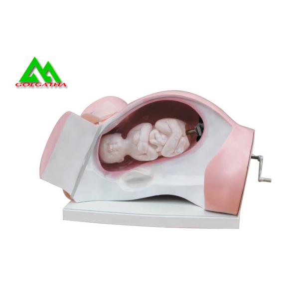 Durable Medical Teaching Models Dystocia Training Medical Simulator Manikin