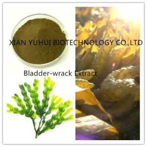 China flat wrack extract,  flat wrack powder,cutweed extract,Seawrack extract on sale