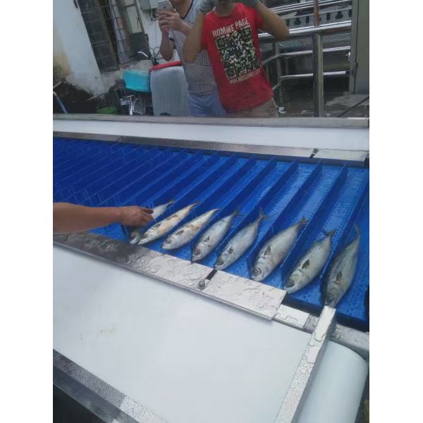 ISO Automatic Fish Cutting Machine Multiscene 1550x800x1450mm