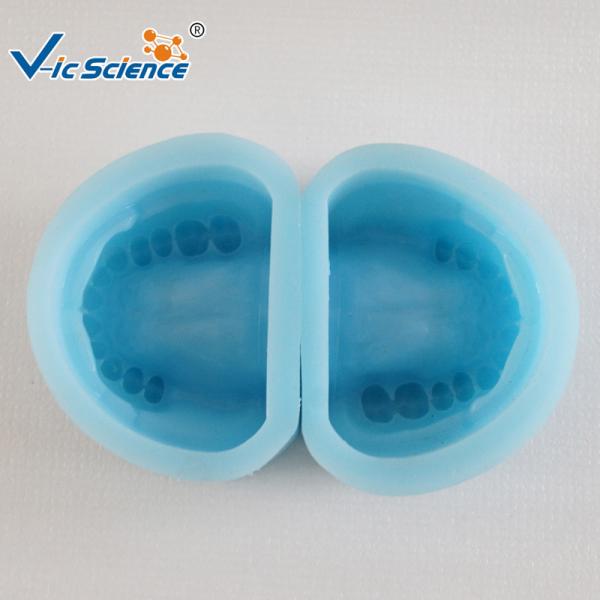 Standard Rubber Teeth Mould Dental Teaching Model , Study Models In Dentistry