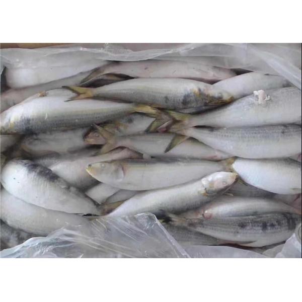 BQF Freezing Bulk 75g Fresh Frozen Sardines For Bait
