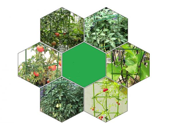 Quality Green Tomato Plant Stakes / Tomato Plant Cage PE Coated Steel wholesale