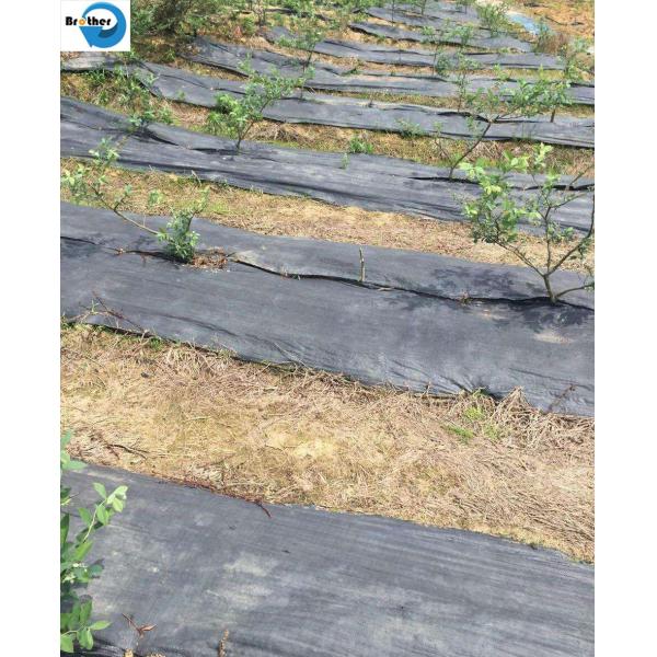 Agriculture PP Ground Cover/Weed Control Fabric/Landscape Fabric Supplier