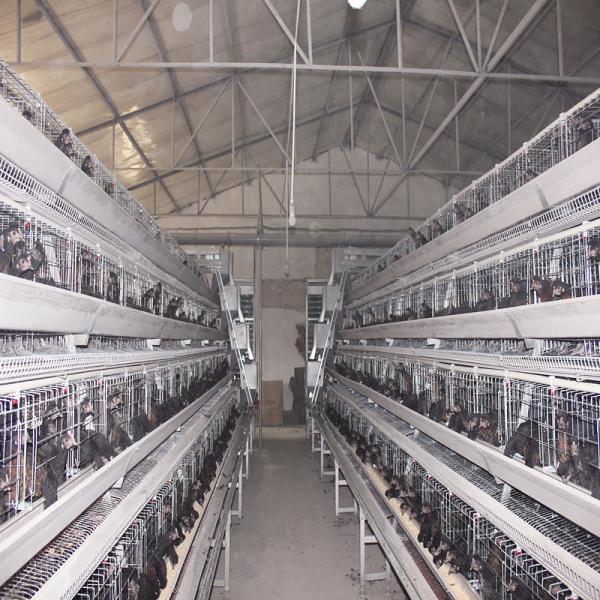 10000 Egg Layer Battery Chicken Cage Equipment Q235 Steel Material SONCAP Listed