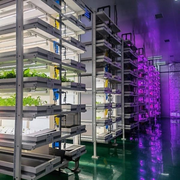 Multi-Span Agricultural Greenhouses Barley Breeding Room for Vegetable Fruits Flowers