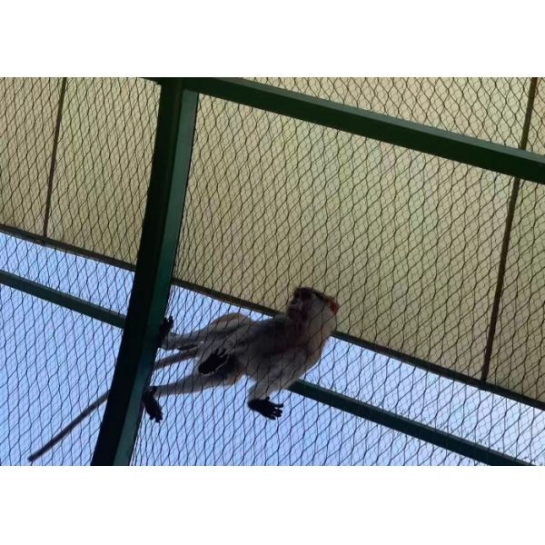 SS316 30mm*30mm Wire Rope Mesh Manufacturer For Avairy Zoo Mesh