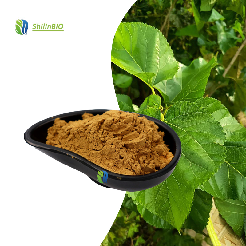 High Quality 10:1 20:1 Mulberry Leaf Extract Powder Food Grade Herbal Extract