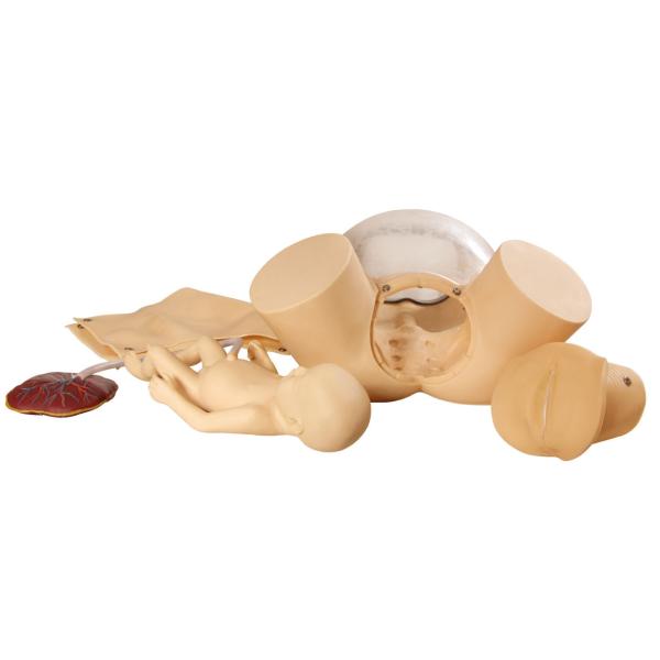 Purple Horn Child Birth Simulator cervix checking , perinem cutting training