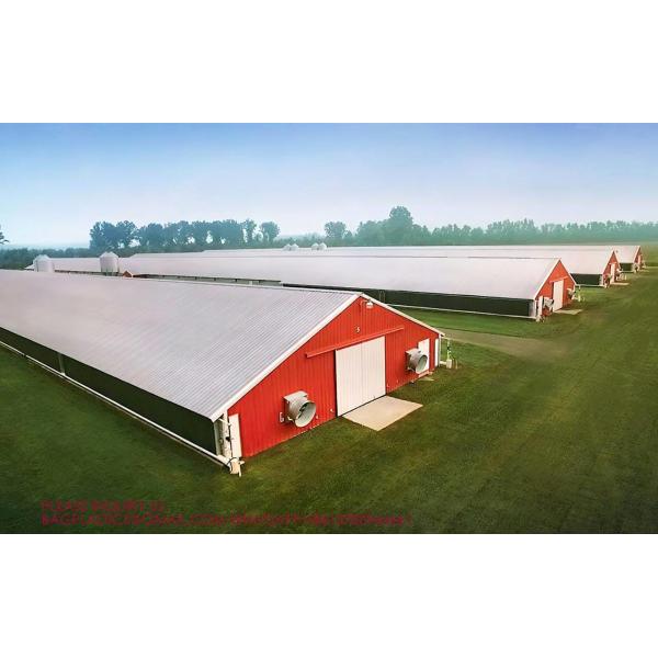 Steel Structure Building Prefab Poultry Chicken House Poultry Shed Chicken Farm Building House For 10000 Chickens