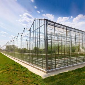 China Agricultural Hydroponic System Multi-Span Venlo Glass Greenhouse Customized on sale