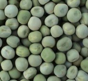 China Food Grade Dried Garden Peas Green Beans Custom Packing 2 Years Shelf Life on sale