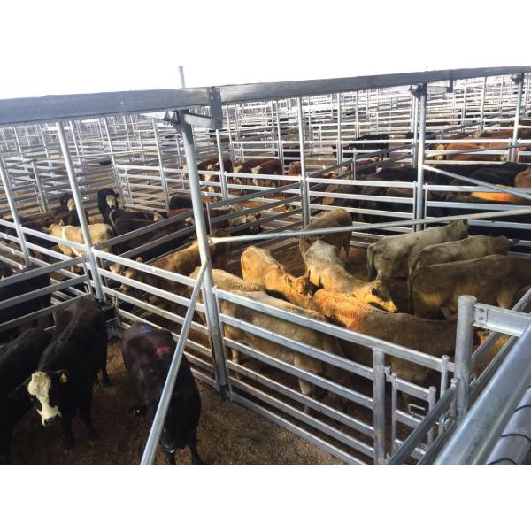 Heavy Duty Cattle Corral Panels For Sale Direct Portable Cattle Panels