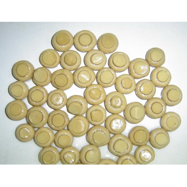 2840g Net Weight Canned Champignon Mushroom Whole In Brine Easy Open Tins