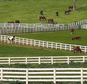 Cheap Anti Climb Welded Wire Mesh Fence No Rot 4 Rails Post And Rail White Pvc For Horse Farm for sale