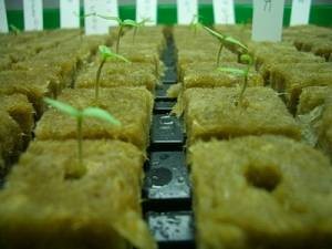 Yellow Hydroponic stonewool Cubes For Vegetables Fruits , 1000mm Length