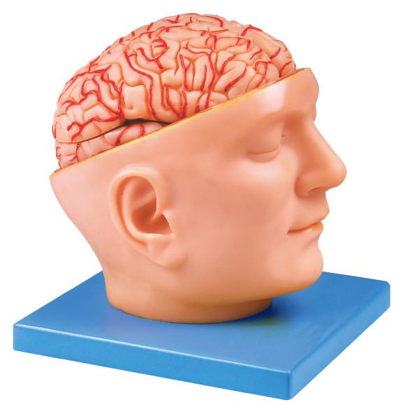Quality Head Model with Cerebral Arteries for Hospitals , Schools Learning wholesale