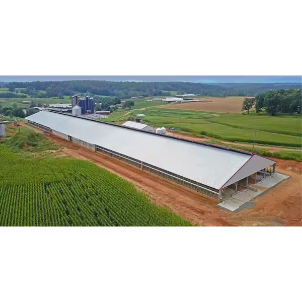 Steel Structure Cow House Design Cow Farm House Farm Shed Steel Structure Workshop