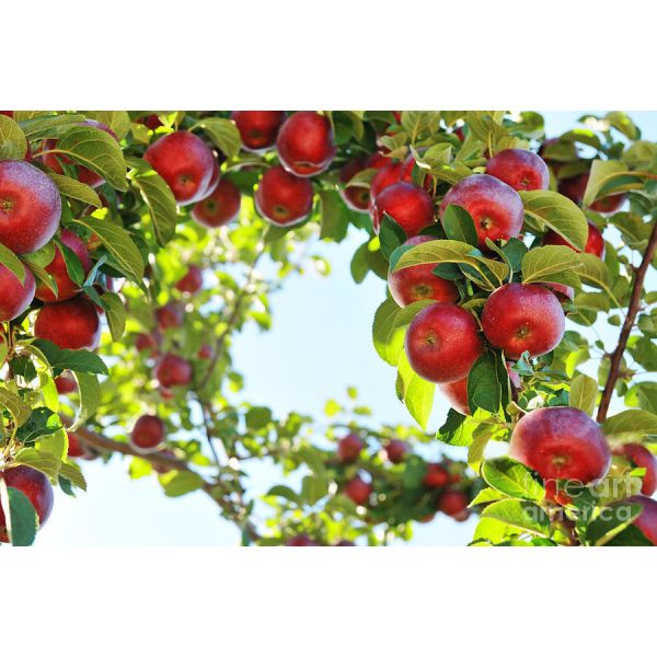 SS316 Flexible Apple Juice Processing Line PET Glass Bottle Package